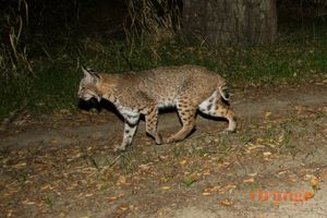 Bobcat Spotted In Orange County 