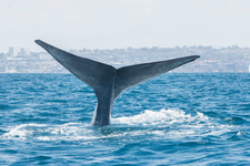 Blue Whale Blue Whale