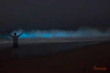 Bioluminescence