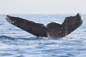 Humpback Whale