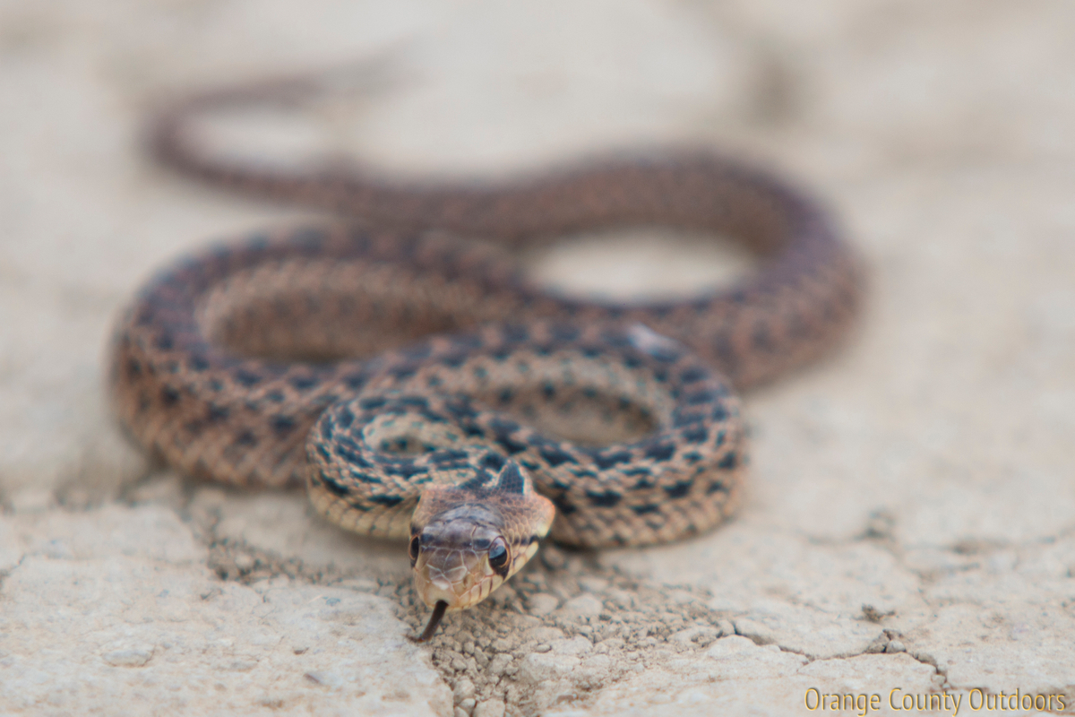Pacific Gopher Snake Orange County Outdoors