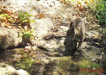 Bobcat Bobcat