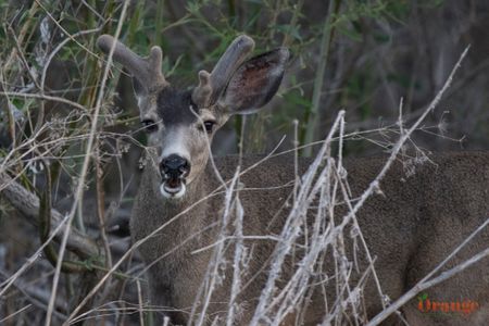 Mule Deer