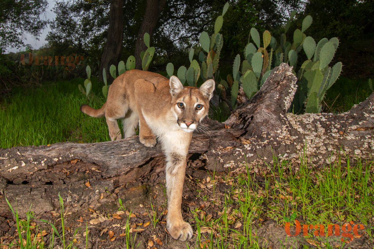 Mountain lion known as Forest Mountain Lion