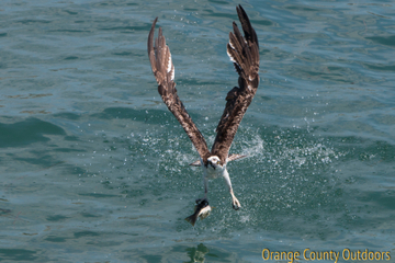 Osprey Osprey