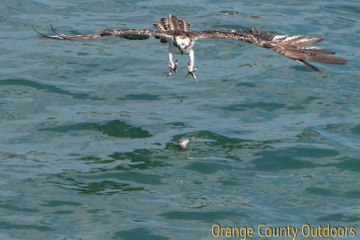 Osprey Osprey