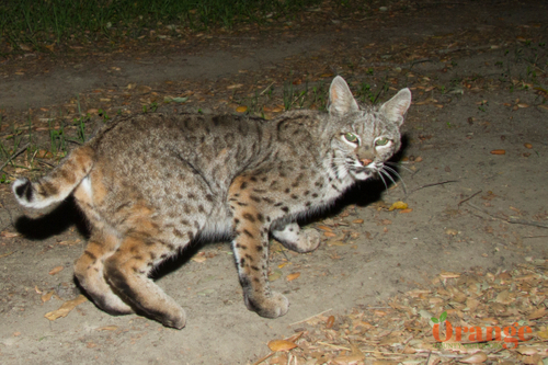 Bobcat Bobcat thumbnail