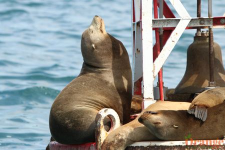 Sea Lion