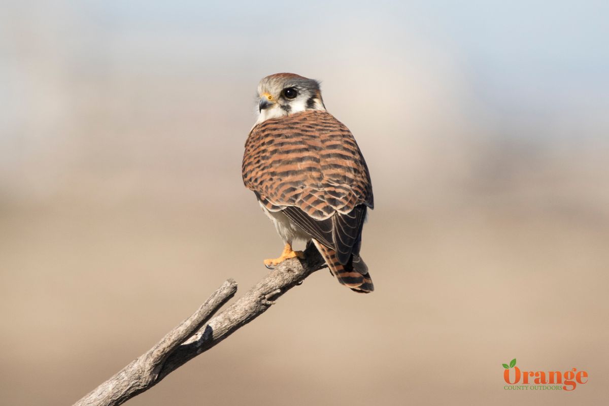 Birds Of Prey In Orange County Orange County Outdoors