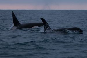 Killer Whales from the CA-51 pod