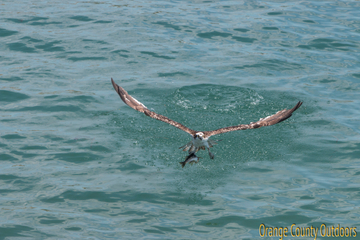 Osprey Osprey