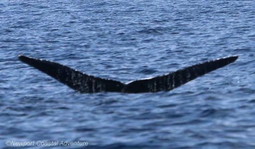 Entangled humpback whale