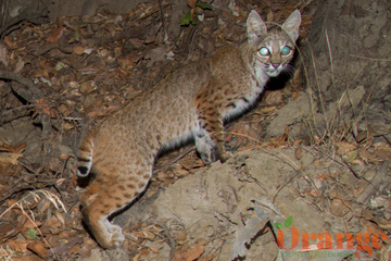 Bobcat Bobcat