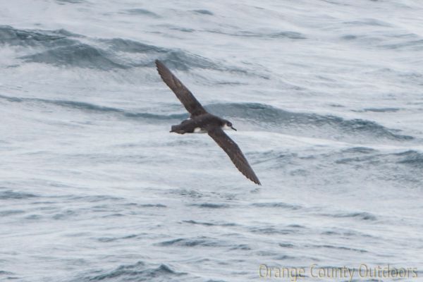 Manx Shearwater Manx Shearwater