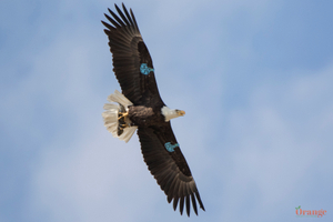 Bald eagle "A85" is a female from Santa Rosa Island Bald Eagle