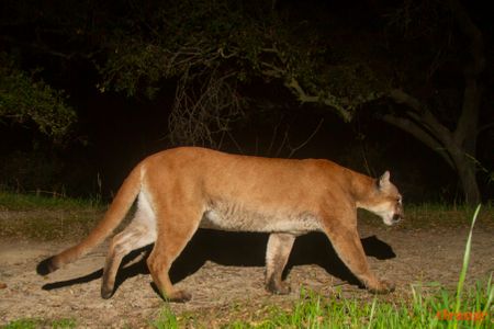 Mountain Lion