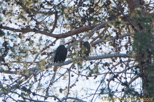 Bald eagles in Orange County Bald Eagle