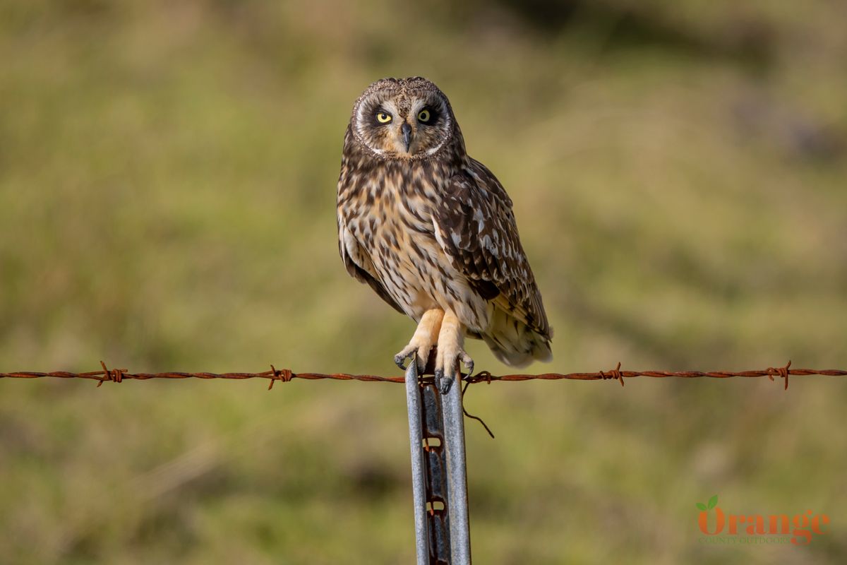 Short-eared Owl