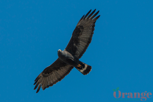 Zone-tailed hawk in Rancho Santa Margarita, 2016 Zone-tailed hawk