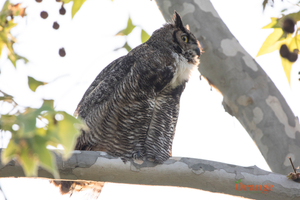 Great horned owl in Irvine Great Horned Owl