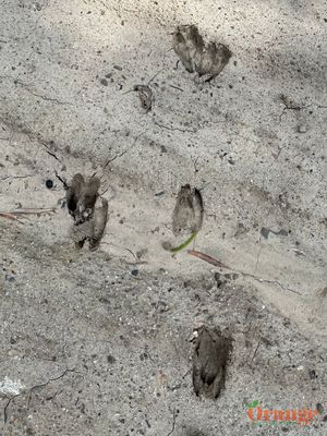 Mule Deer Prints