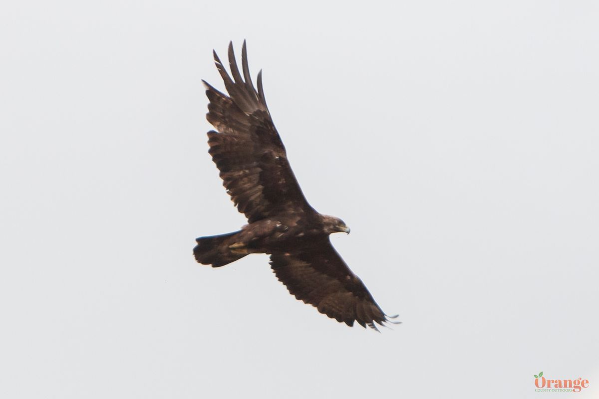 Home - ORANGE COUNTY BIRD OF PREY CENTER