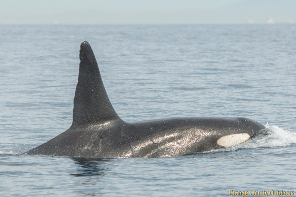 ETP Killer Whale ETP Killer Whale