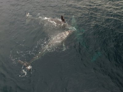 Gray Whale Gray Whale