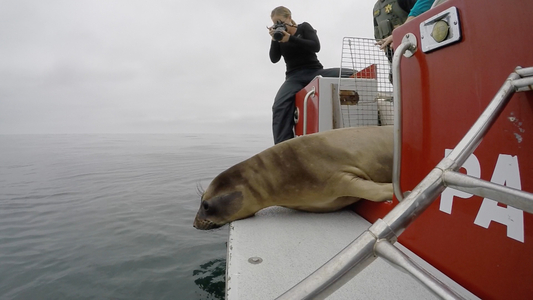 Elephant Seal release from Pacific Marine Mammal Center Elephant Seal