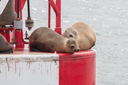 Sea Lion