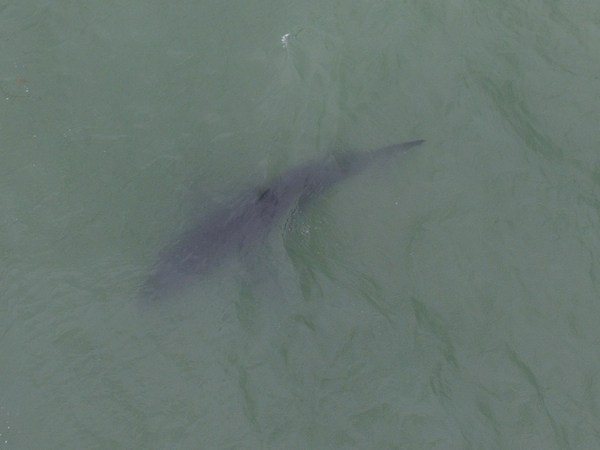 Great White Shark Great White Shark