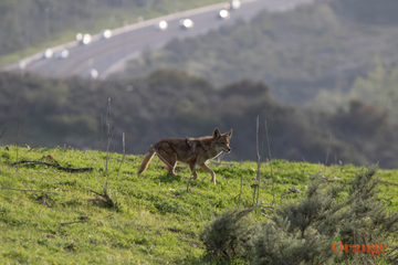 Coyote Coyote