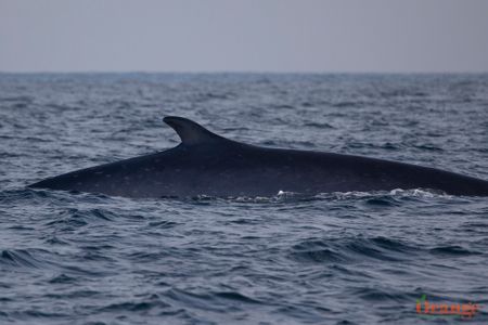 Fin Whale