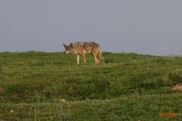 Coyote Coyote
