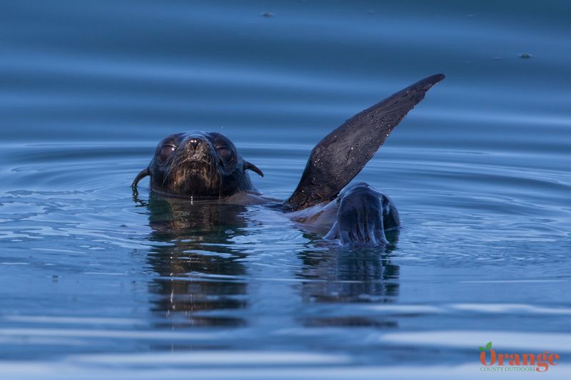 Guadalupe Fur Seal