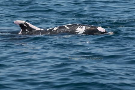 Patches the Bottlenose Dolphin Bottlenose Dolphin