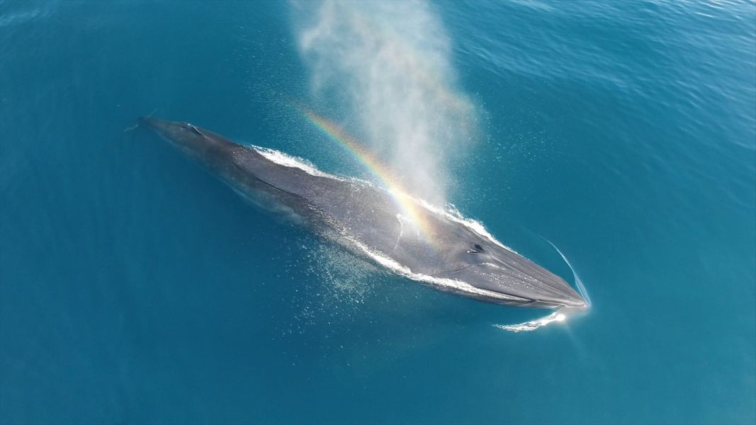 Bryde's Whale Bryde's Whale