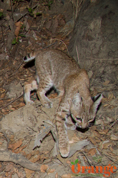 Bobcat Bobcat