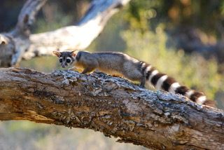Photo Courtesy of Cal Ringtails Ringtail