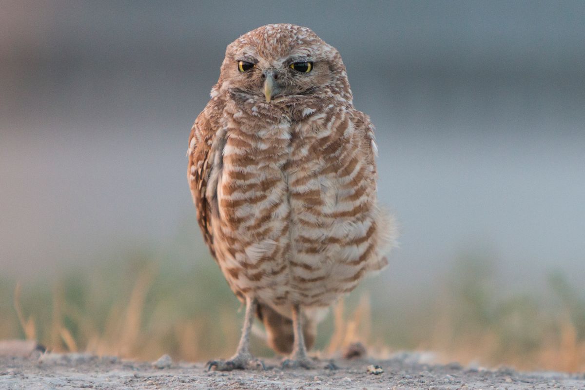 Home - ORANGE COUNTY BIRD OF PREY CENTER