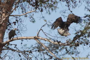 Bald eagles in Orange County Bald Eagle