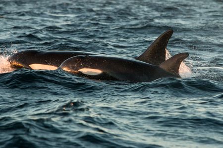 Offshore Orcas