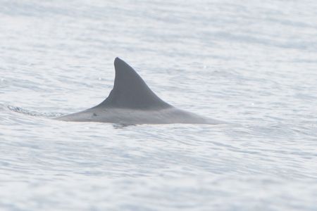 Bryde's Whale