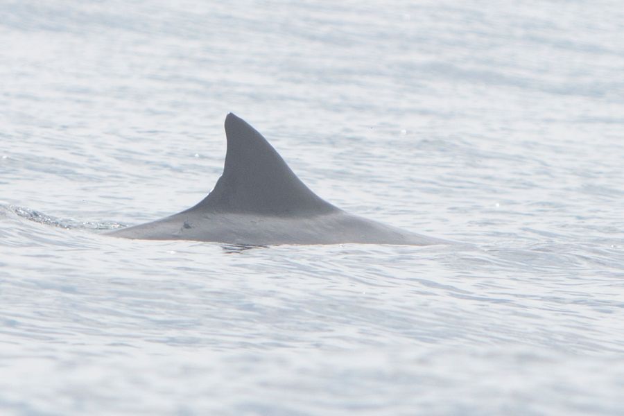 Bryde's Whale Bryde's Whale