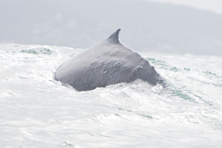 Houdini the humpback whale Humpback Whale