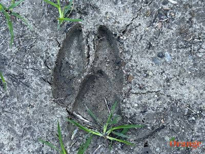 Mule Deer Prints