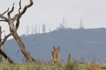 Coyote with Santiago Peak in background Coyote