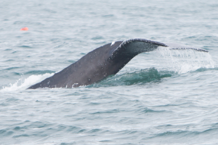 Houdini the humpback whale Humpback Whale
