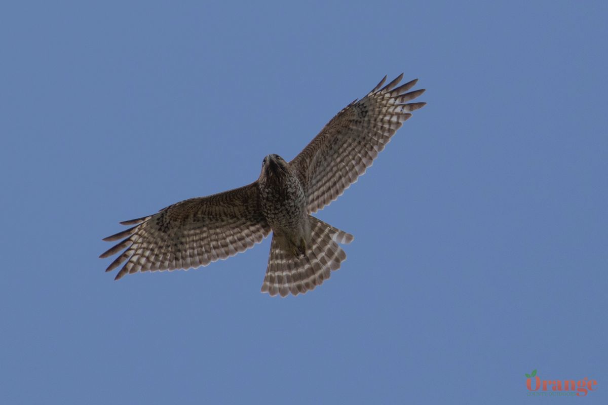 Home - ORANGE COUNTY BIRD OF PREY CENTER