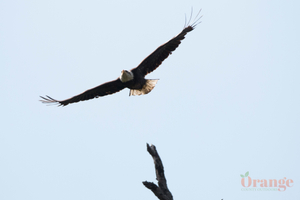Bald eagle Bald Eagle